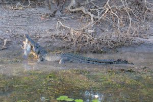 Crocodile having a feast at Kakadu National Park