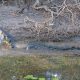 Crocodiles and Rock Paintings at Kakadu National Park