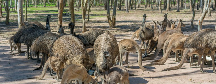 Dozens of Kangaroos and Emus at Fraser Coast Wildlife Sanctuary near Hervey Bay