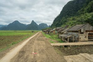 Cow Hotels on Tu Lan Expedition