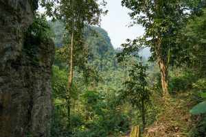 Jungle on Tu Lan Expedition
