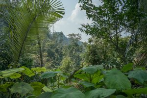 Jungle on Tu Lan Expedition