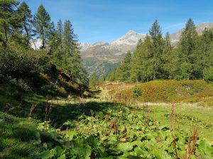 Along the "Strada degli Alpi"