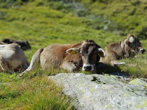 Animals along the way to Capanna Cristallina